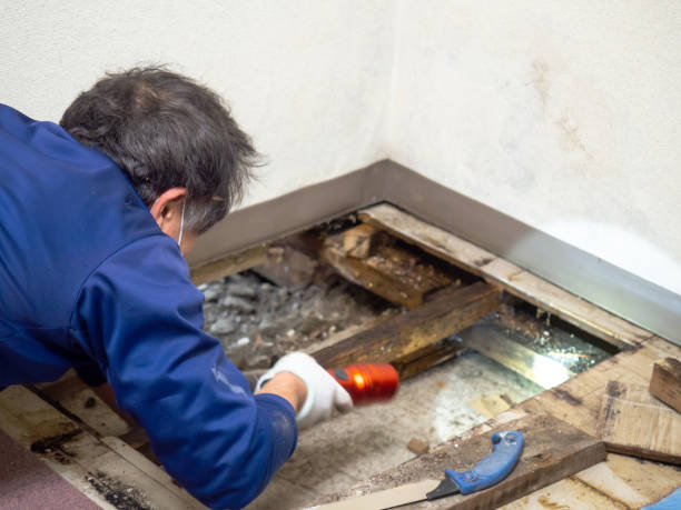 Best White Mold Remediation in El Verano, CA