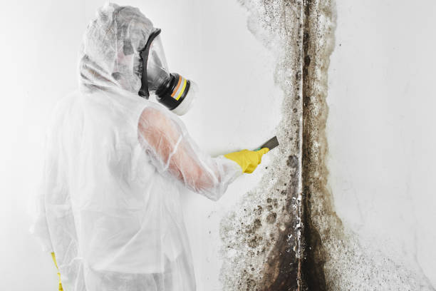 Best Attic Mold Remediation in El Verano, CA